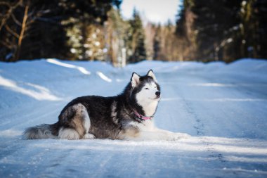 Alaska Malamute, kış günü karlı yolda yatıyor.  