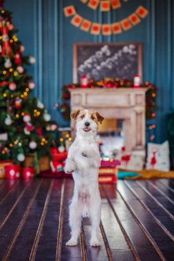 Jack Russell Terrier 'in Noel dekore edilmiş iç dekorasyonu, tatil konsepti   