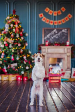 Jack Russell Terrier 'in Noel dekore edilmiş iç dekorasyonu, tatil konsepti   