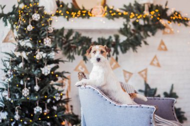 Jack Russell Terrier 'in Noel dekore edilmiş iç dekorasyonu, tatil konsepti   