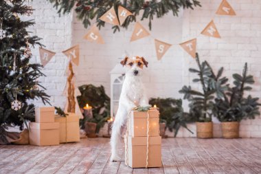 Jack Russell Terrier 'in Noel dekore edilmiş iç dekorasyonu, tatil konsepti   