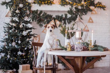 Jack Russell Terrier 'in Noel dekore edilmiş iç dekorasyonu, tatil konsepti   