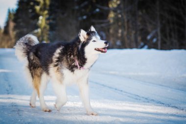 Alaska Malamute kış günü karlı yolda koşuyor.  