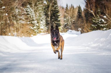 Alman çoban köpeği kış günü karlı yolda koşuyor.  