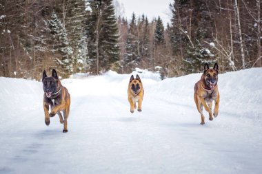 Alman çoban köpeği kış günü karlı yolda koşuyor.  