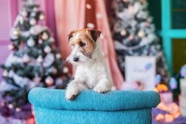 Jack Russell Terrier 'in Noel dekore edilmiş iç dekorasyonu, tatil konsepti   