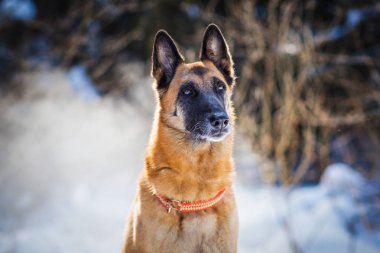 Alman çoban köpeği kış ormanlarında oturuyor. 