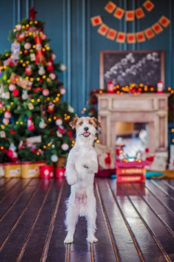 Jack Russell Terrier 'in Noel dekore edilmiş iç dekorasyonu, tatil konsepti   
