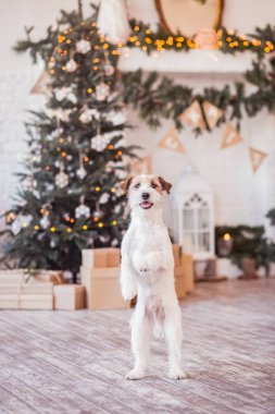 Jack Russell Terrier 'in Noel dekore edilmiş iç dekorasyonu, tatil konsepti   