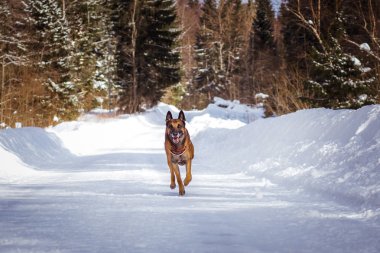 Alman çoban köpeği kış günü karlı yolda koşuyor.  