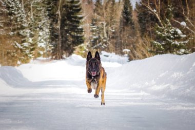 Alman çoban köpeği kış günü karlı yolda koşuyor.  