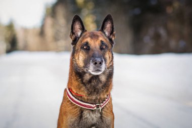 Alman çoban köpeği kış günü karlı yolda oturuyor.  