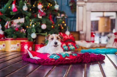 Jack Russell Terrier 'in Noel dekore edilmiş iç dekorasyonu, tatil konsepti   