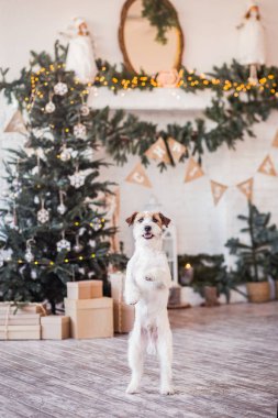 Jack Russell Terrier 'in Noel dekore edilmiş iç dekorasyonu, tatil konsepti   