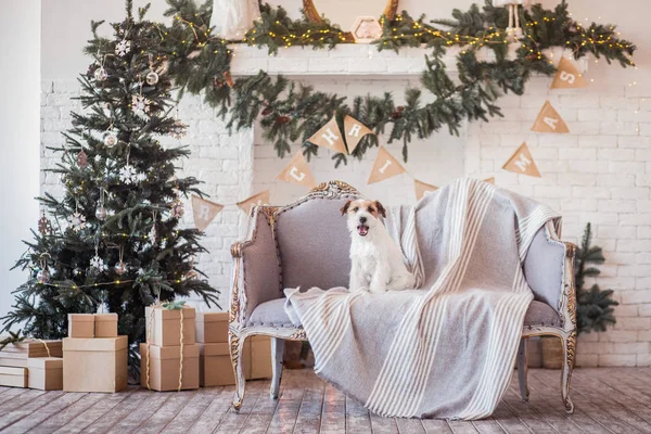 Jack Russell Terrier 'in Noel dekore edilmiş iç dekorasyonu, tatil konsepti   