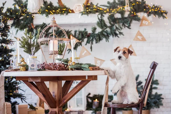 Jack Russell Terrier 'in Noel dekore edilmiş iç dekorasyonu, tatil konsepti   