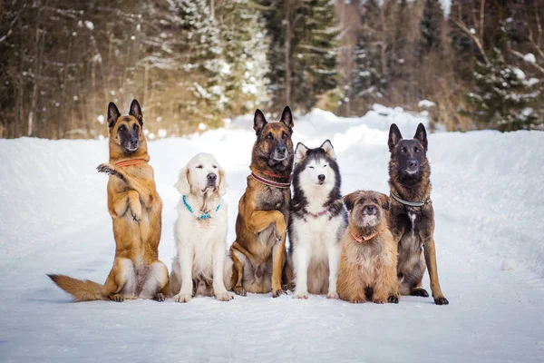 Grupp Hundar Sitter Snöig Väg Vinterdagen — Stockfoto