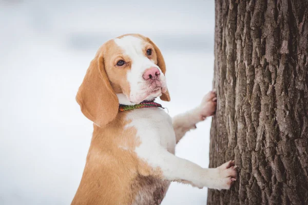 Beagle Cane Appoggiato Albero Sfondo Sfocato Parco Invernale — Foto Stock