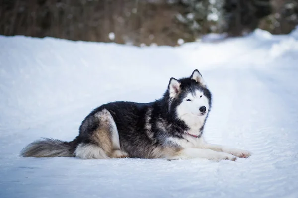 Alaskan Malamute Liggend Besneeuwde Weg Winterdag — Stockfoto