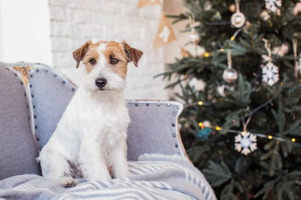 Jack Russell Terriër Kerstversierd Interieur Vakantie Concept — Stockfoto