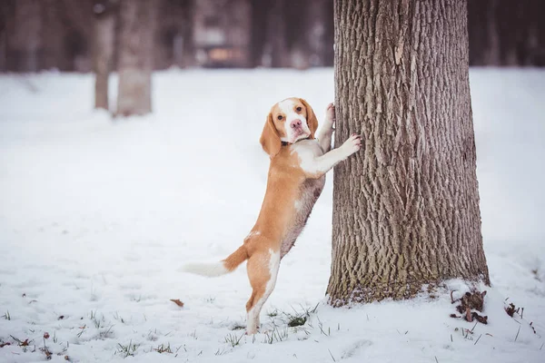 Beagle Hund Lehnt Baum Auf Verschwommenem Winterpark Hintergrund — Stockfoto