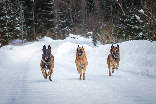 Tysk Herde Körs Snöig Väg Vinterdagen — Stockfoto