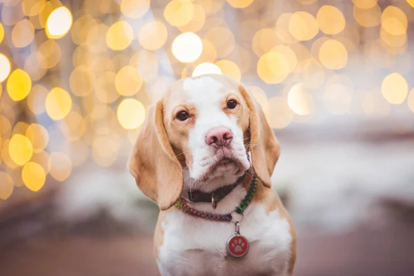 beagle dog posing outside on blurred bokeh christmas lights background