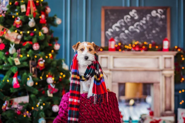 Jack Russell Terrier 'in Noel dekore edilmiş iç dekorasyonu, tatil konsepti   
