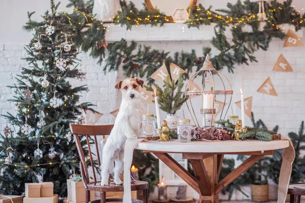 Jack Russell Terrier 'in Noel dekore edilmiş iç dekorasyonu, tatil konsepti   