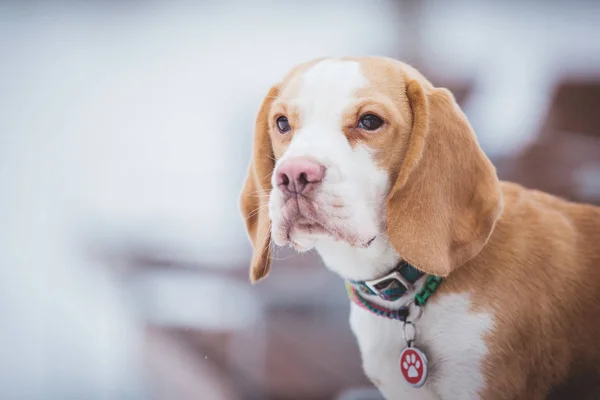 Beagle Cane Posa Sfondo Sfocato Inverno — Foto Stock