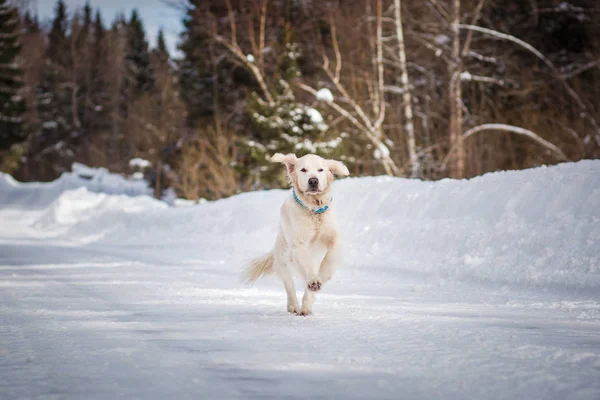 Labrador Kış Günü Karlı Yolda Koşuyor — Stok fotoğraf