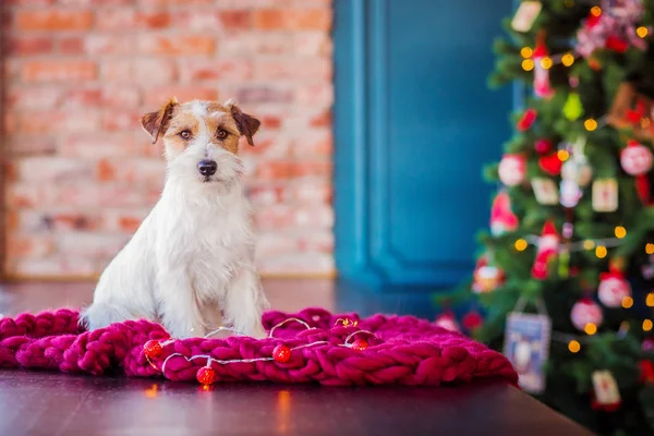 Jack Russell Terrier 'in Noel dekore edilmiş iç dekorasyonu, tatil konsepti   