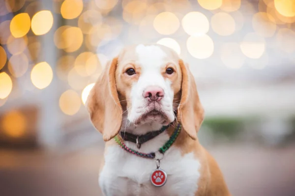 Beagle Hund Poserar Utanför Suddig Bokeh Jul Ljus Bakgrund — Stockfoto