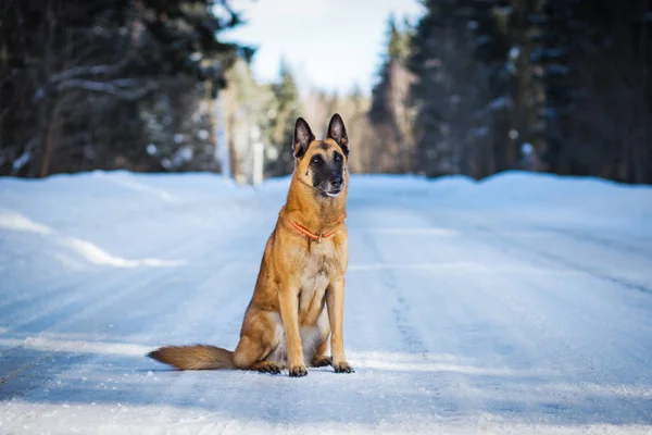 Tysk Herde Sitter Snöig Väg Vinterdagen — Stockfoto