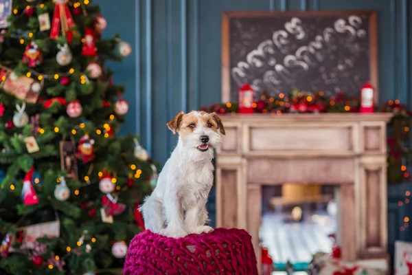 Jack Russell Terrier Weihnachtlich Dekorierten Interieur Urlaubskonzept — Stockfoto