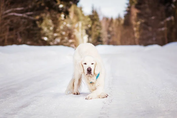 Labrador Spelar Snöig Väg Vinterdagen — Stockfoto