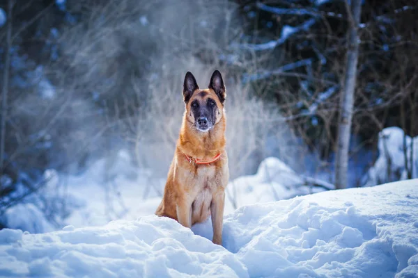 Duits Herder Zitten Winter Bos Achtergrond — Stockfoto