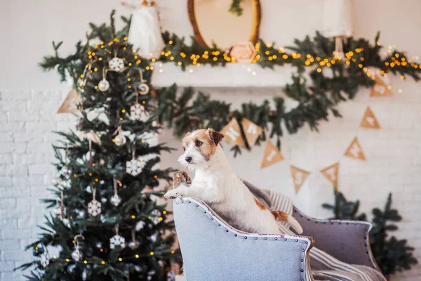 Jack Russell Terrier 'in Noel dekore edilmiş iç dekorasyonu, tatil konsepti   