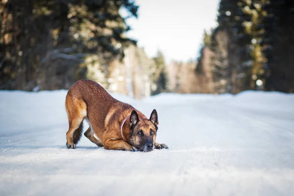 Alman Çoban Köpeği Kış Günü Karlı Yolda Oynuyor — Stok fotoğraf