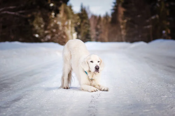 Labrador Kış Günü Karlı Yolda Oynuyor — Stok fotoğraf