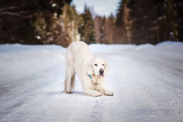 Labrador Spelar Snöig Väg Vinterdagen — Stockfoto