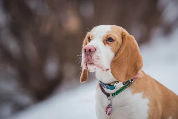 Beagle Hund Poserar Suddig Vinter Bakgrund — Stockfoto