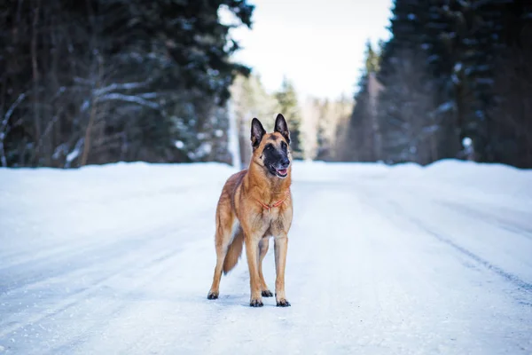 Alman Çoban Köpeği Kış Günü Karlı Yolda Duruyor — Stok fotoğraf