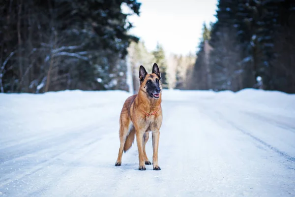 Tysk Herde Står Snöig Väg Vinterdagen — Stockfoto