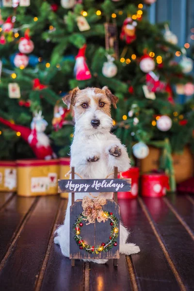 Jack Russell Terrier Intérieur Décoré Noël Concept Vacances — Photo