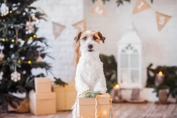 Jack Russell Terrier Christmas Decorated Interior Holiday Concept — Stock Photo, Image