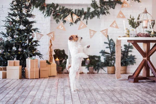 Jack Russell Terrier 'in Noel dekore edilmiş iç dekorasyonu, tatil konsepti   