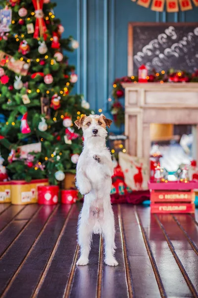 Jack Russell Terrier 'in Noel dekore edilmiş iç dekorasyonu, tatil konsepti   