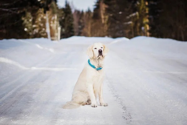 Labrador Kış Günü Karlı Yolda Oturuyor — Stok fotoğraf