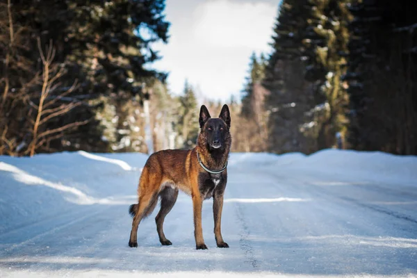 Alman Çoban Köpeği Kış Günü Karlı Yolda Duruyor — Stok fotoğraf